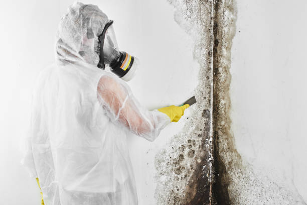 Best Certified Mold Removal  in Oceano, CA