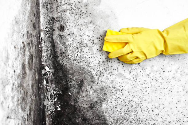 Best Mold Cleaning Services  in Oceano, CA