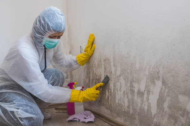Certified Mold Removal in Oceano, CA
