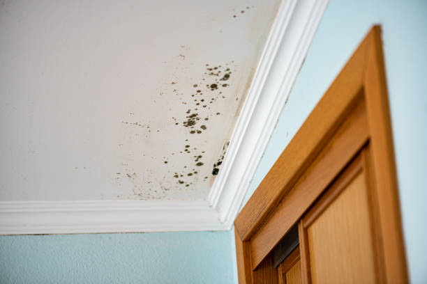 Best Emergency Mold Removal  in Oceano, CA