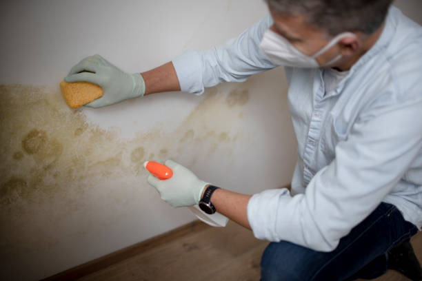 Mold Testing and Removal in Oceano, CA