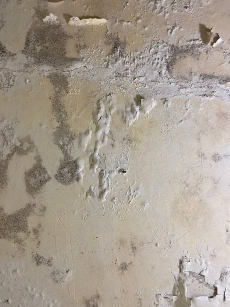 Best Affordable Mold Removal  in Oceano, CA