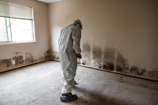 Best Mold Damage Repair  in Oceano, CA