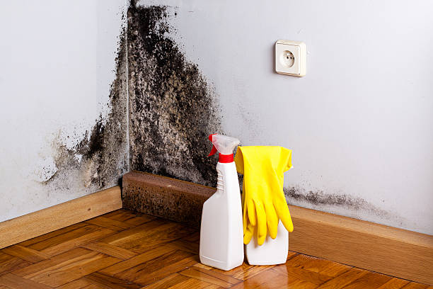 Best Mold Remediation Experts  in Oceano, CA