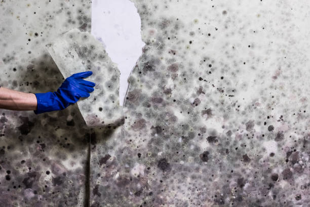 Professional Mold Removal in Oceano, CA